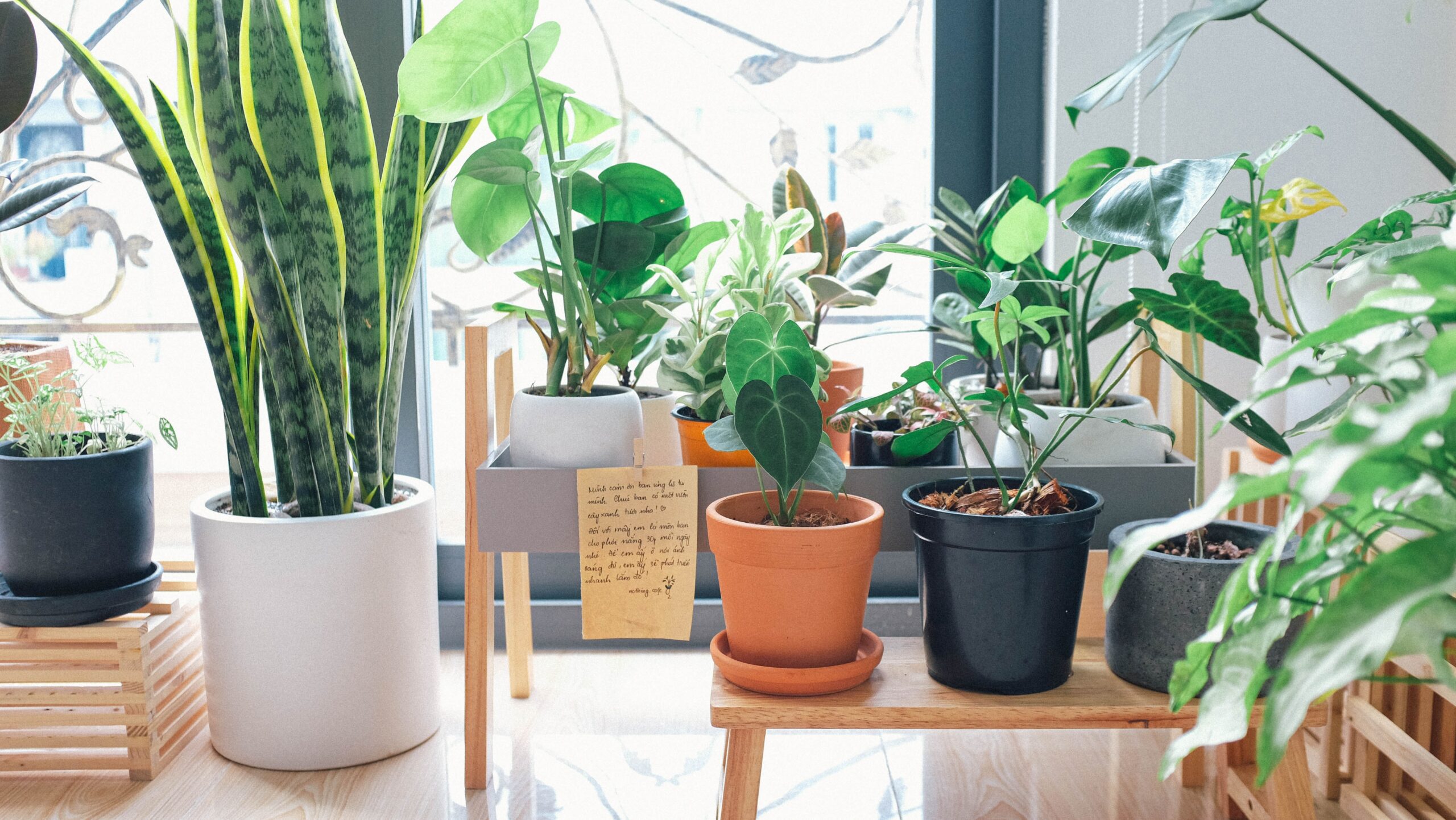 Indoor Bliss, Leaf by Leaf.